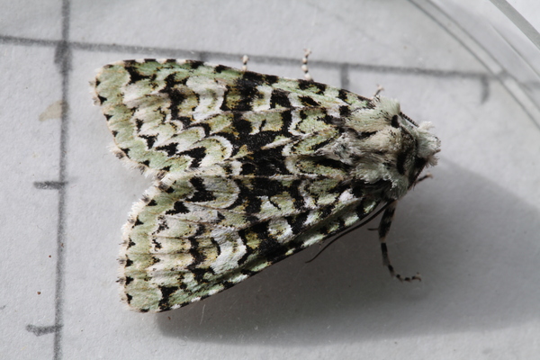 Merveille du Jour